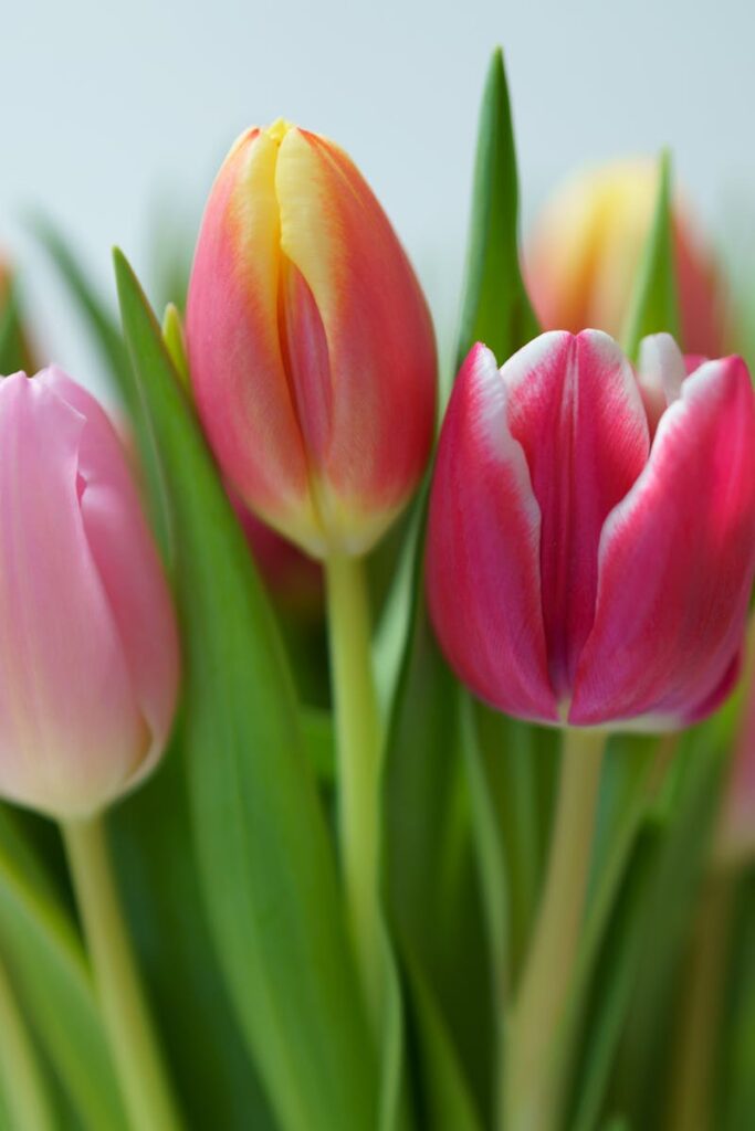 Colorful tulips in vibrant pinks and yellows, showcasing spring's natural beauty.